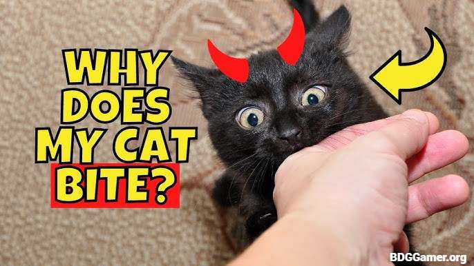 Common Reasons Why Does My Cat Bite Me
